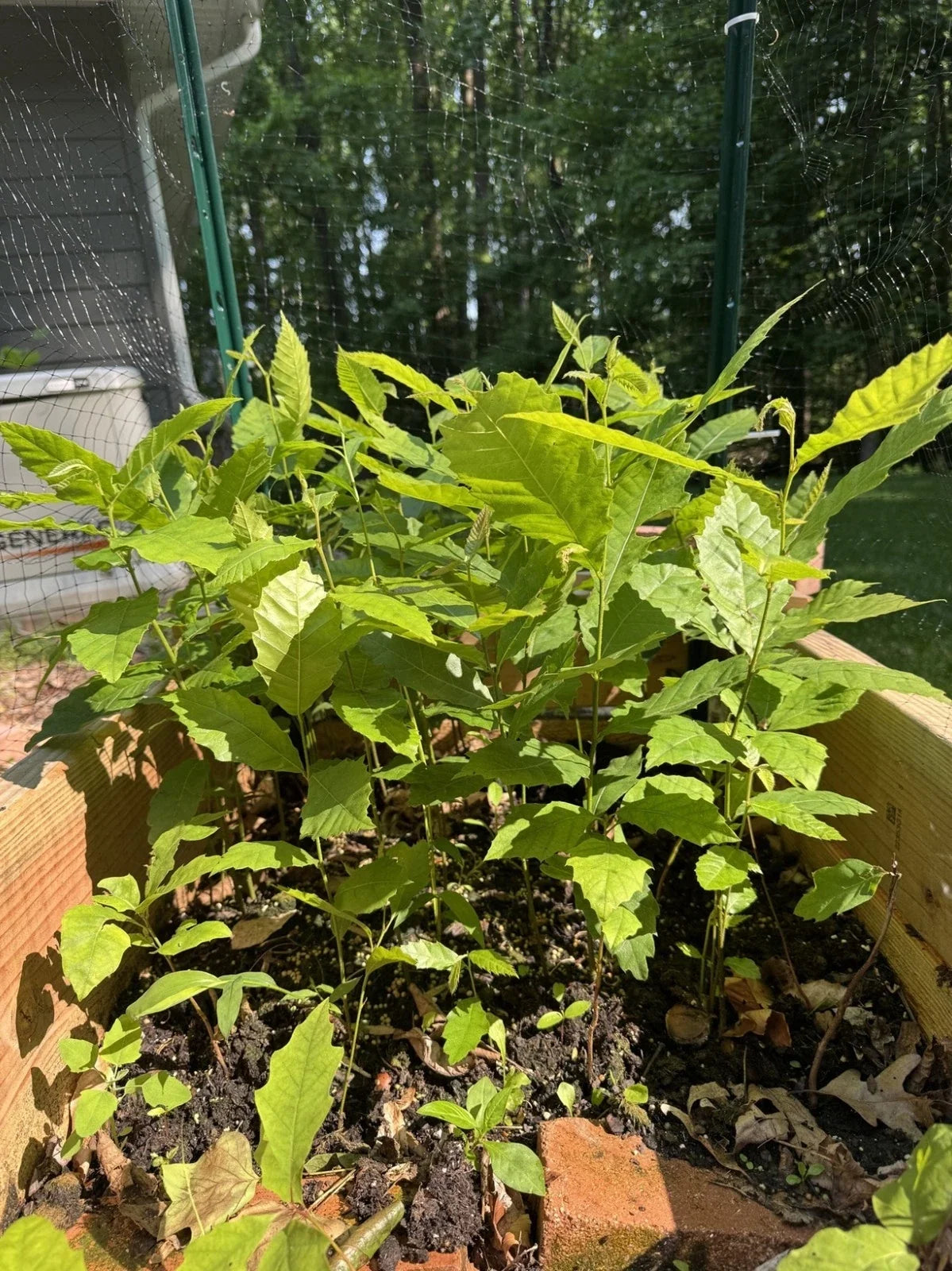 Live American Chestnut Tree, 1-Year-Old, Well-Rooted Seedling, Castanea dentata Native Tree for Reforestation & Landscaping