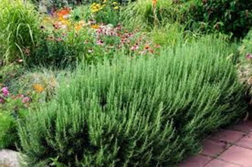 Organic Rosemary Herb Plants Live Dipped Cuttings 10" Salvia rosmarinus Fresh Multiples for Cooking & Garden