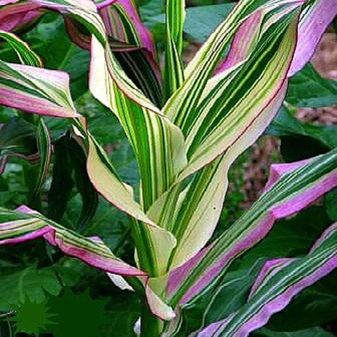 Candy Striped Corn Seeds - Pack of 20 - Non-GMO Sweet Corn Zea mays for Planting, Heirloom, Edible, Garden, Patio
