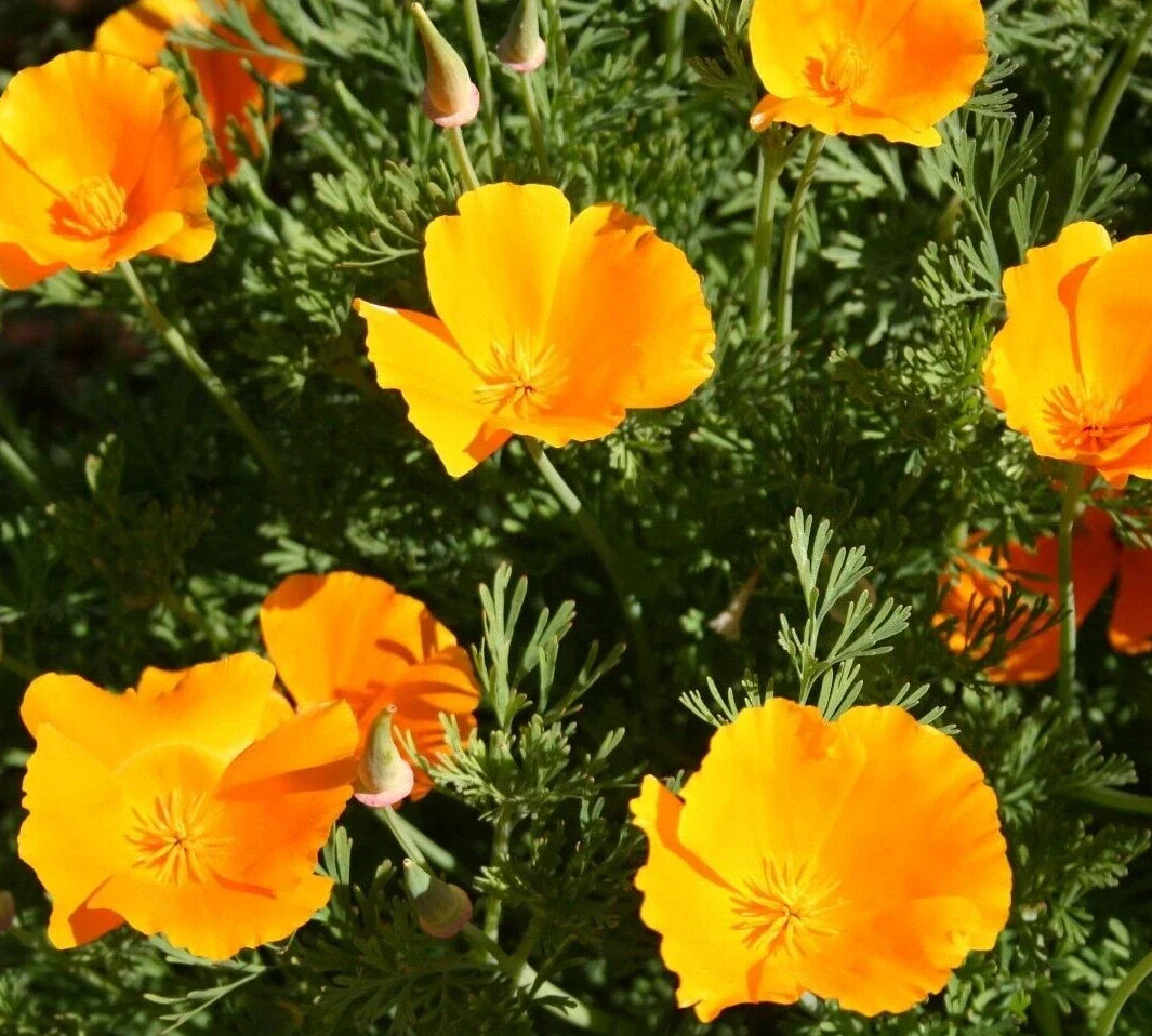 Orange California Poppy Seeds – Eschscholzia californica, Bright Orange Annual Flower Seeds, 600+ Premium Seeds for Garden Beds