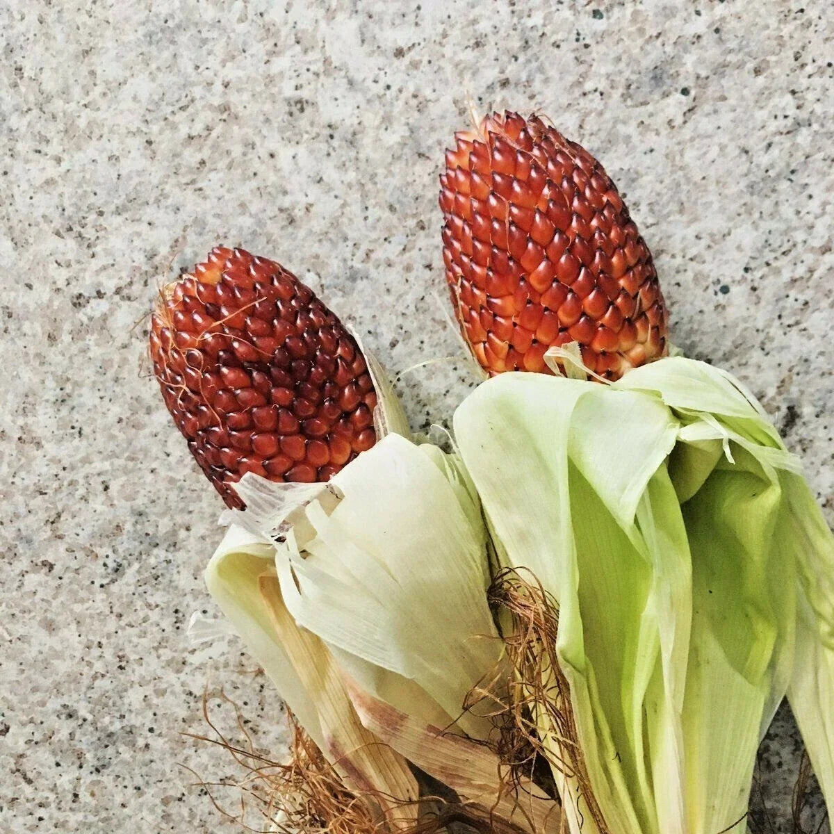 Organic Heirloom Red Strawberry Popcorn Seeds - 75+ Zea mays for Summer Garden, Easy to Grow, Non-GMO, Attracts Pollinators