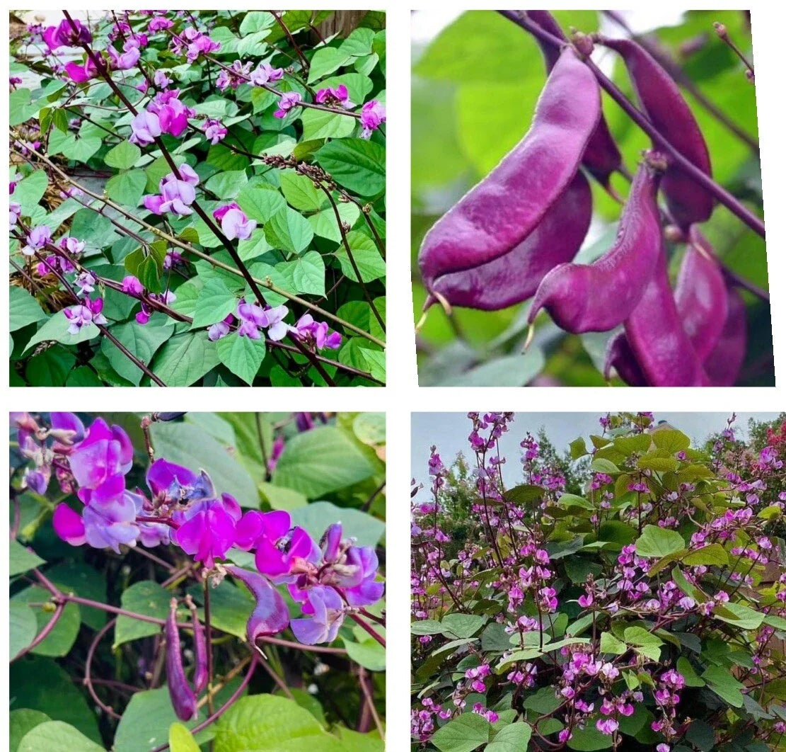 Bataw Seeds - 15+ Purple Moon Hyacinth Bean Seeds - Lablab purpureus - Climbing Vine with Purple Flowers