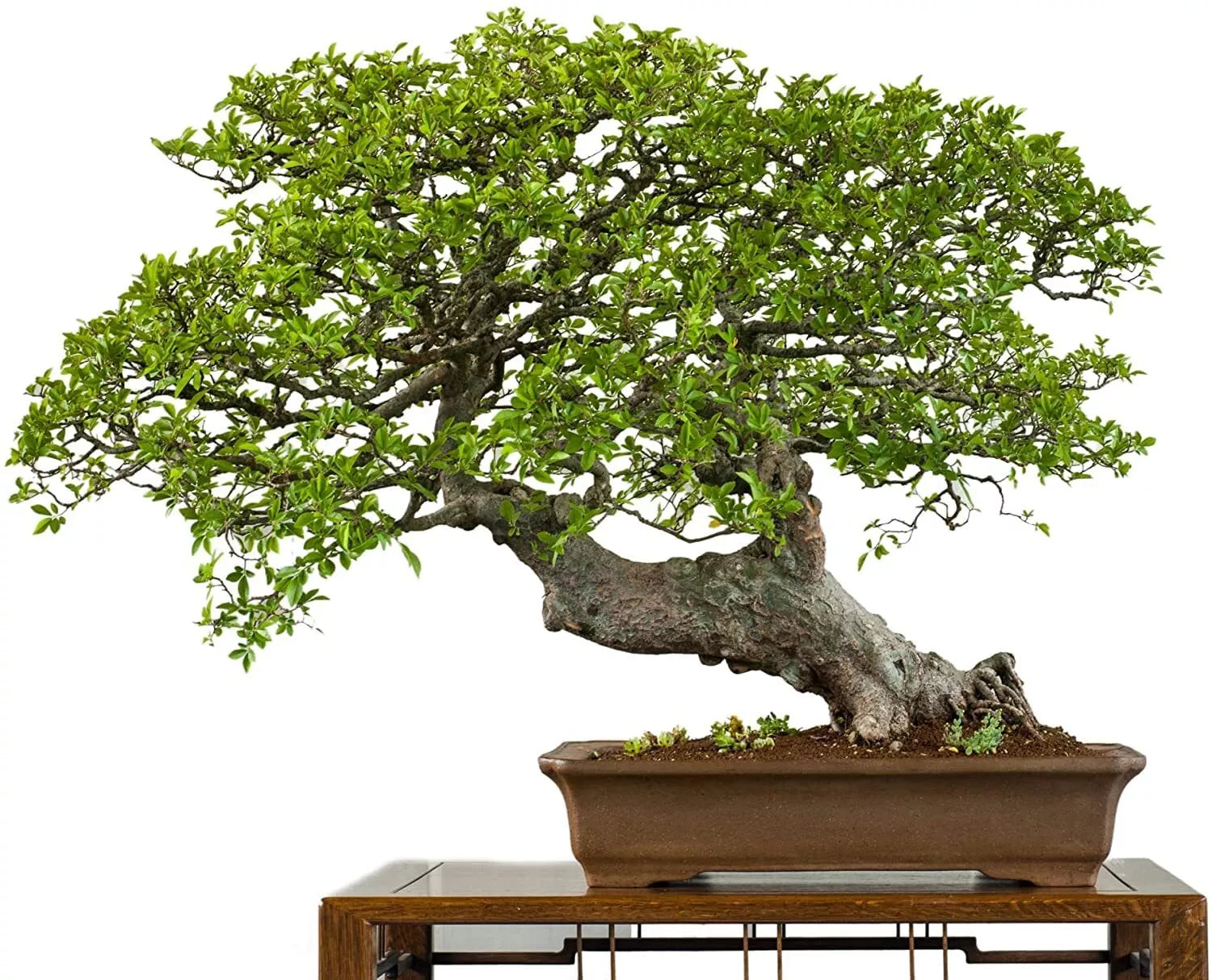 Chinese Elm Bonsai Tree Seeds - 50 Pack Ulmus parvifolia for Indoor & Outdoor Bonsai Cultivation