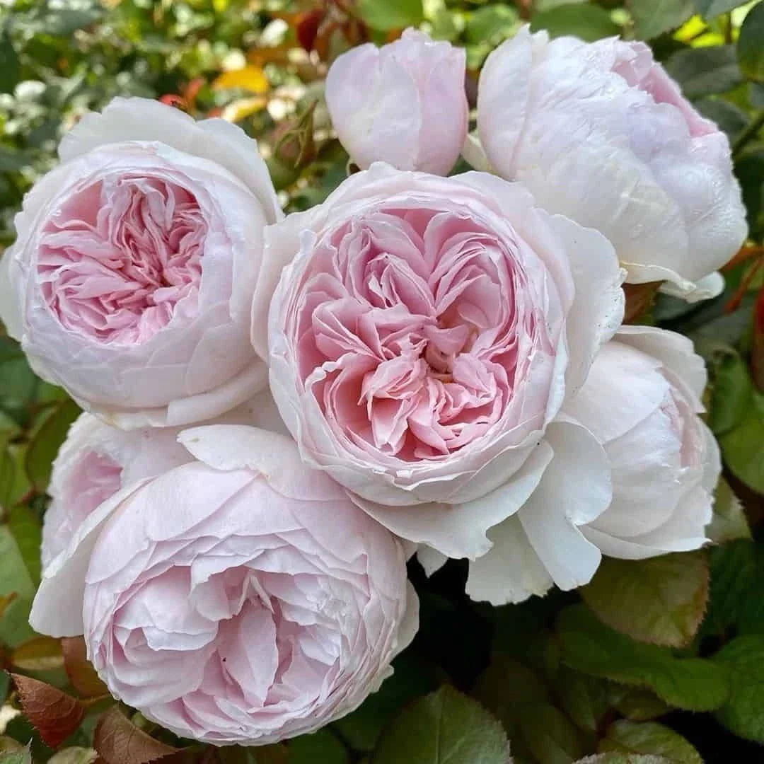 Earth Angel Rose Floribunda Plant Cuttings - 3 Unrooted 6" Cuttings Rosa 'Earth Angel'