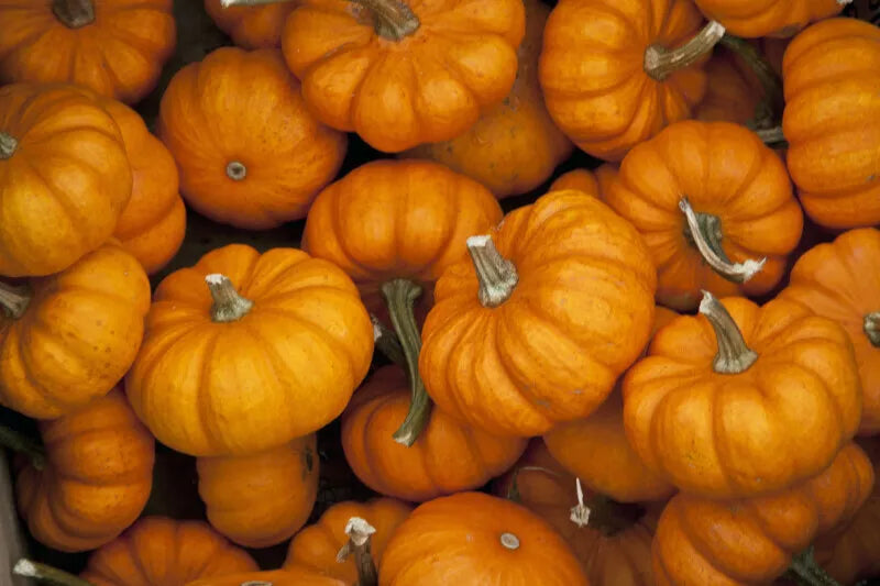 Jack Be Little Pumpkin Seeds - 15+ Miniature Non-GMO Seeds for Growing Tiny Orange Pumpkins