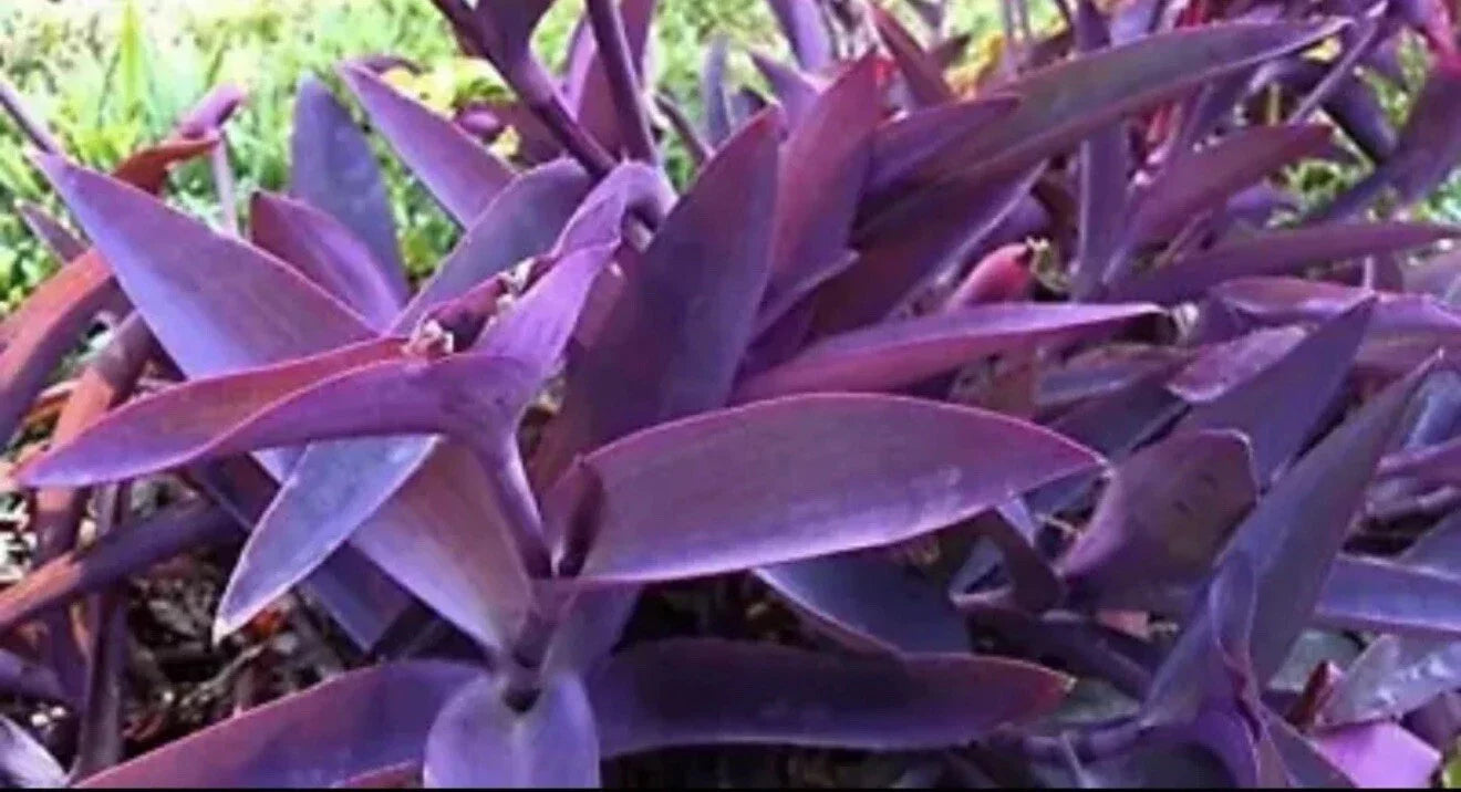 Purple Heart Plant Cuttings 12 pcs, Tradescantia pallida, Indoor Outdoor Houseplants, Trailing, Easy Care