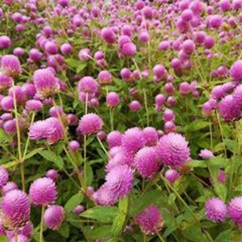 Gomphrena Seeds - 200 Raspberry Cream Globe Amaranth Organic Seeds for Flower Beds & Containers, Attracts Pollinators