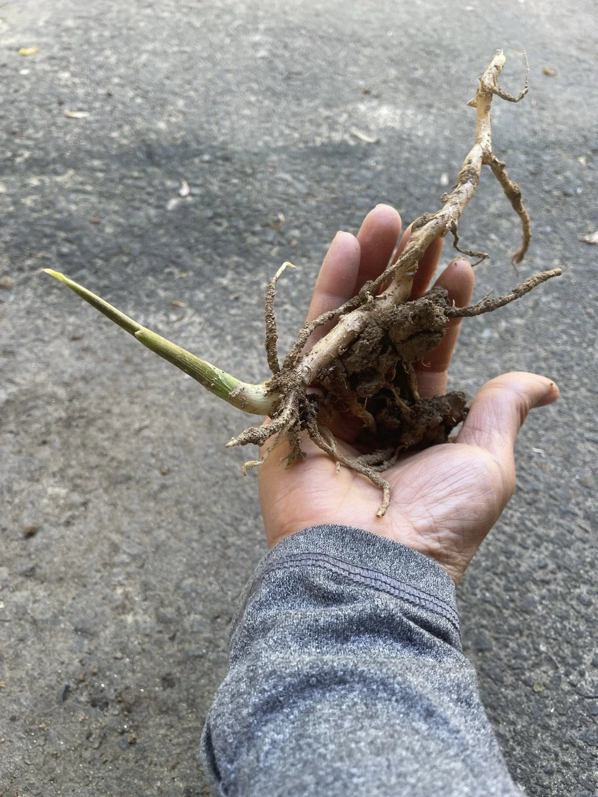 Japanese Myoga Ginger Plant with Root – Edible Herb, Zingiber mioga, Culinary & Garden Plant