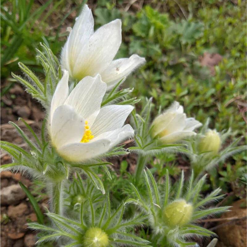 Pulsatilla vulgaris Seeds 500ct - White Pasque Flower for Hardy Zones 4-8
