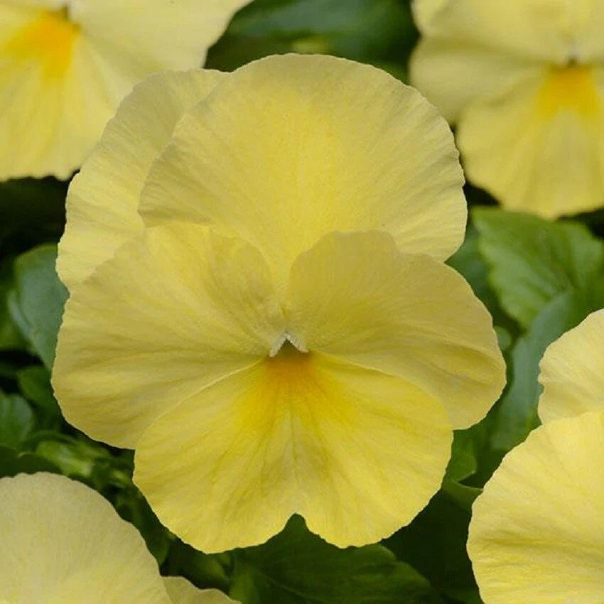 Trailing Pansy Seeds, Cool Wave Lemon, Viola x wittrockiana, Garden, Container, Hanging Basket