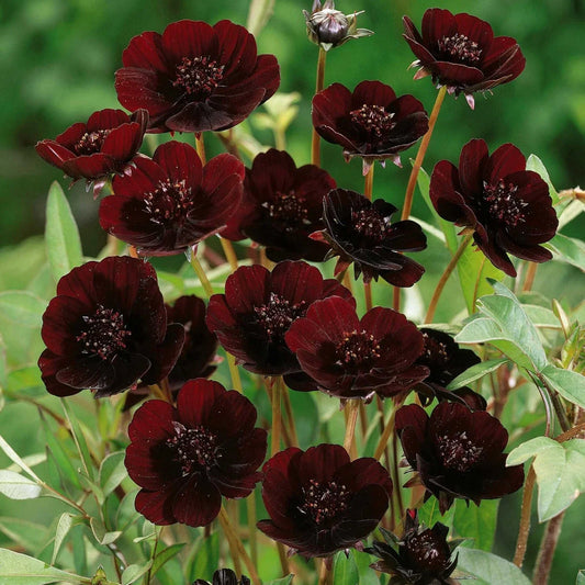 Chocolate Cosmos Seeds - 200+ Pack for Garden Planting - Dark Brown Fragrant Flowers - Cosmos atrosanguineus