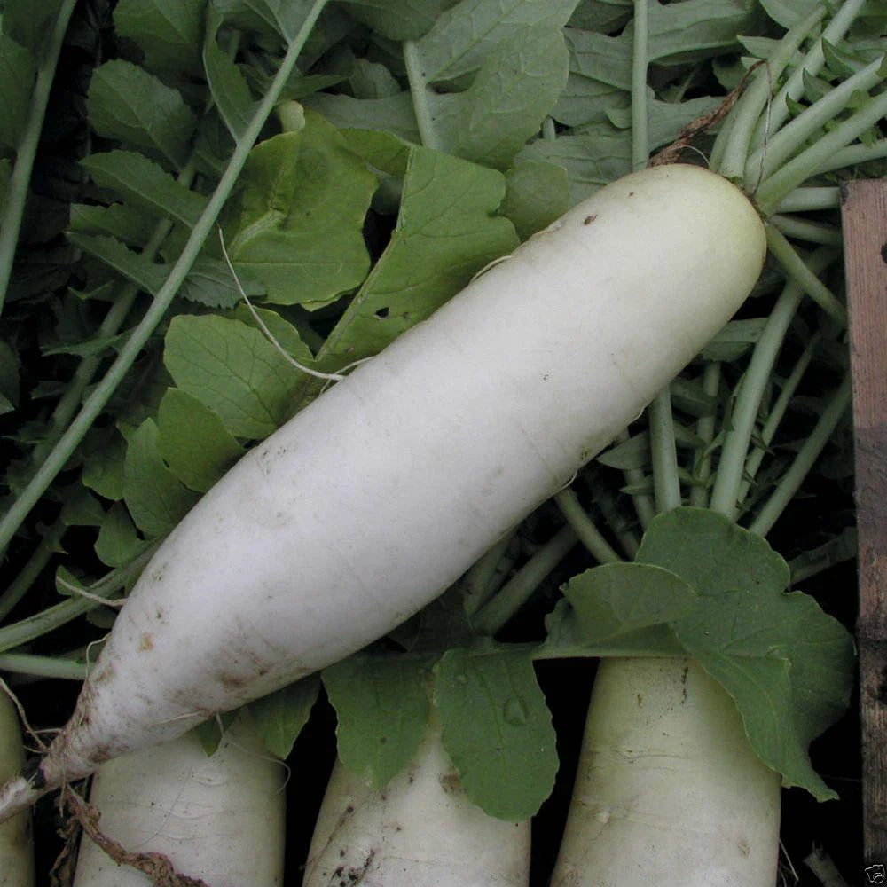 Radish Seeds Japanese Minowase Variety | Fresh Heirloom Vegetable Seeds