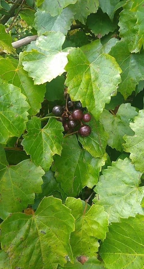 Scuppernong Muscadine Grape Seedlings 2-Pack | Vitis rotundifolia Climbing Vine for Outdoor Gardens