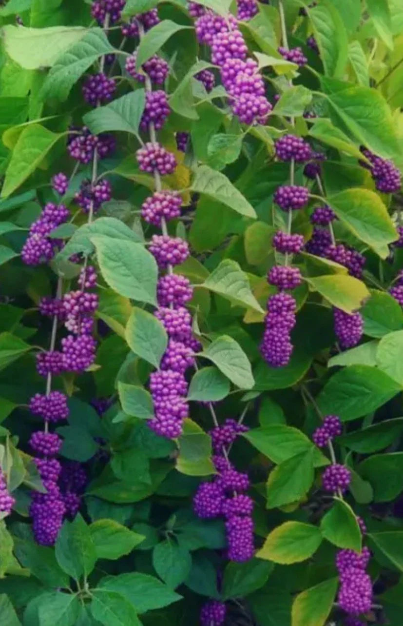 American Beauty Berry Bush Cuttings – 8+ Live Propagation Fresh Cuttings – Callicarpa americana
