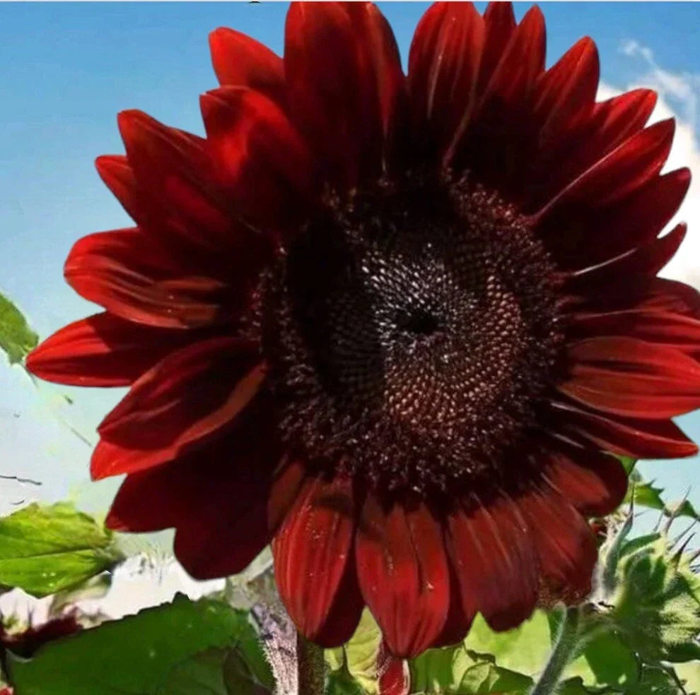 Rare Red Sunflower Seeds - 25+ Non-GMO Heirloom Helianthus annuus for Gardens
