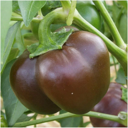 Chocolate Beauty Bell Pepper Seeds – Non-GMO Heirloom, Capsicum annuum, Sweet, Crunchy, Various Sizes, Free Shipping