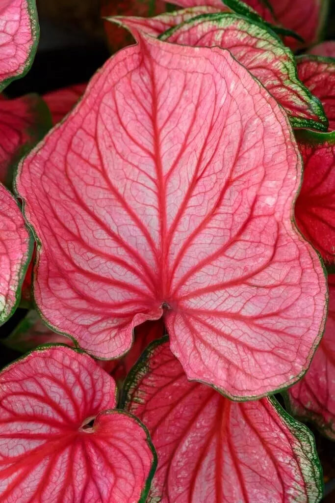 Pink Symphony Caladium Bulbs - 10 Pack, Perennial, Shade-Loving, Caladium bicolor, Tropical Foliage