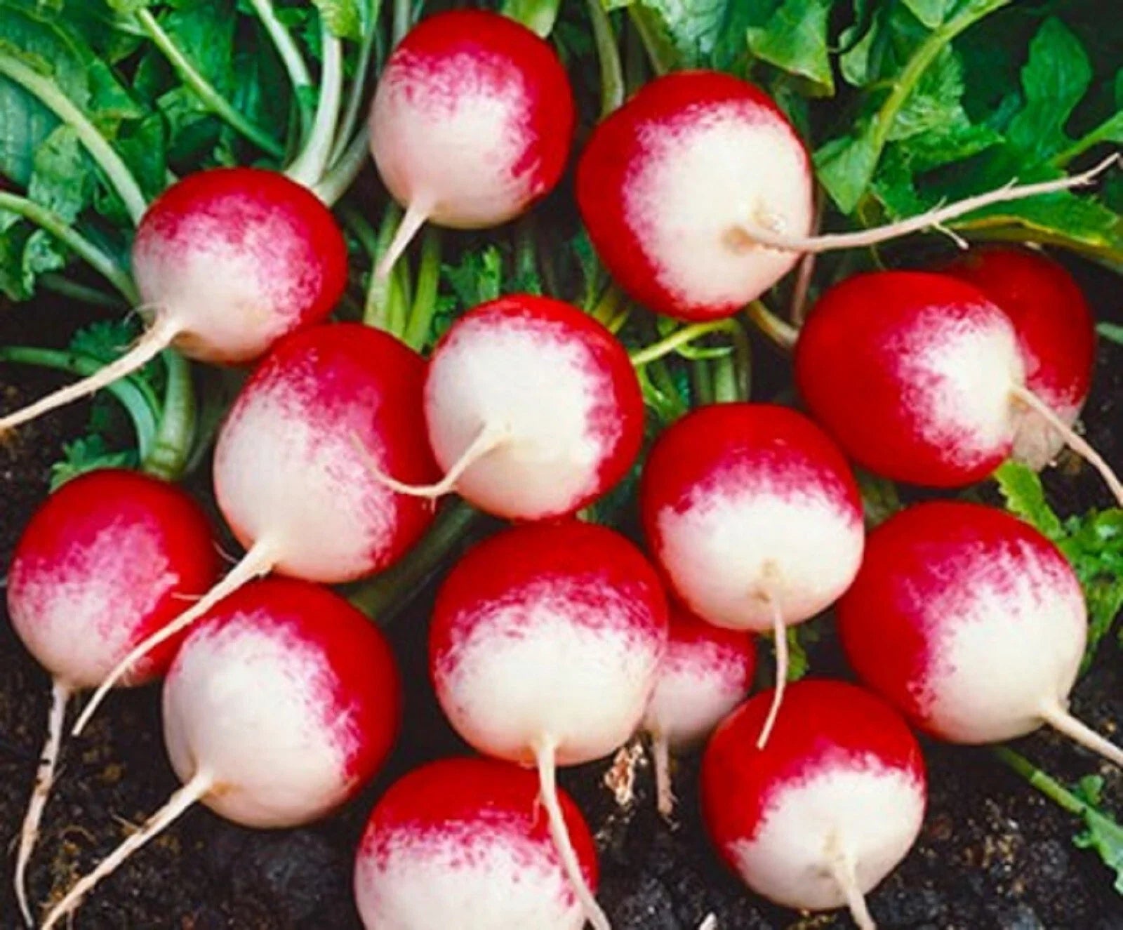 Sparkler Radish Seeds – Non-GMO, Fast-Growing Raphanus sativus, Colorful Red and White Radishes, Vegetable Seeds for Garden & Container
