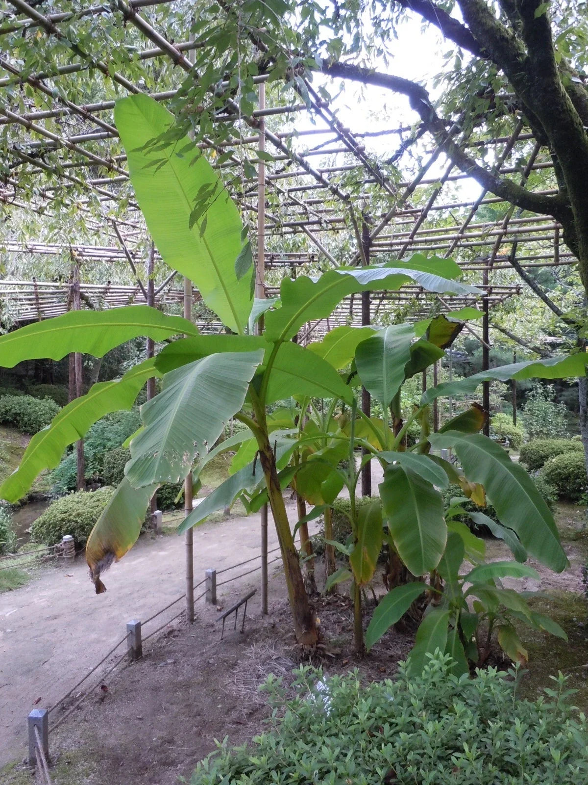 Musa Basjoo Banana Tree - Small Live Starter Plant, Cold Hardy Tropical Plant for Gardens & Landscaping
