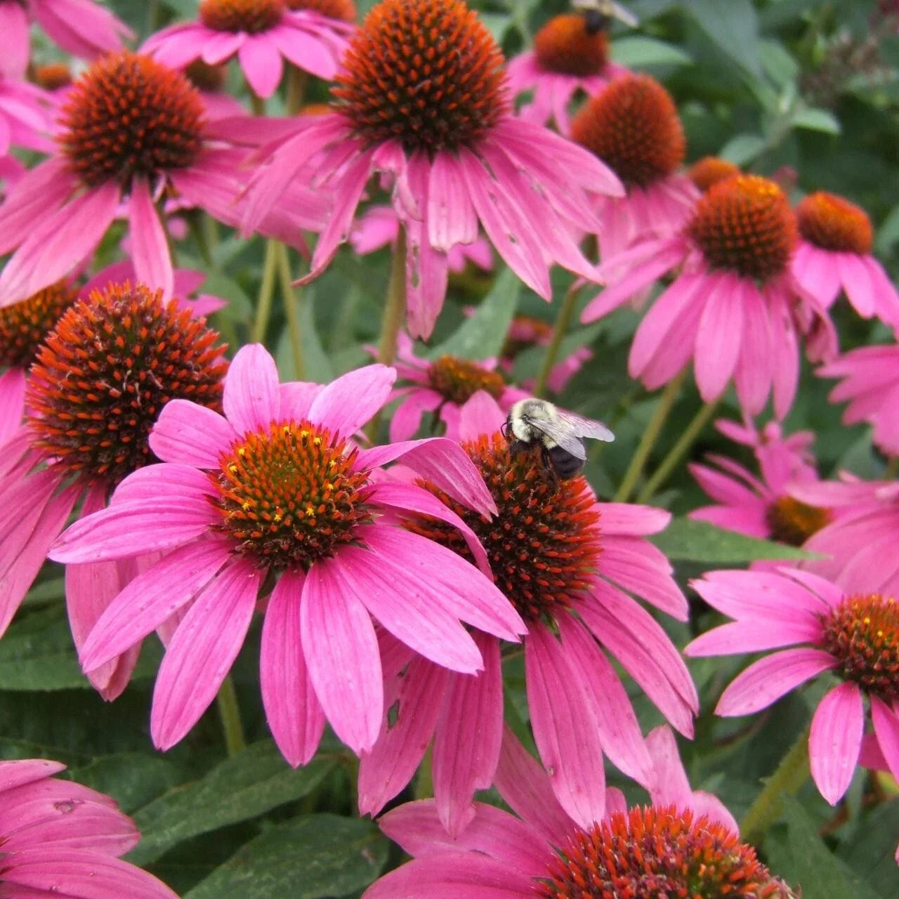 Pink Coneflower Seeds - 200+ Pack - Echinacea purpurea - Perennial Garden Planting - Attracts Pollinators - USA
