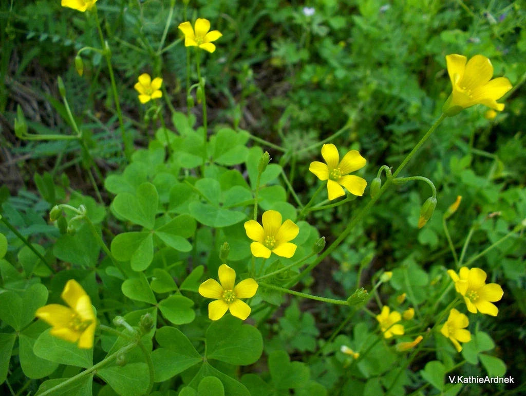Organic Yellow Wood Sorrel Seeds - Oxalis stricta, Edible Lemon Clover, Non-GMO, 500 Seeds for Gardens & Containers