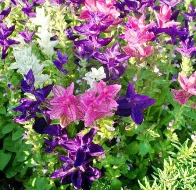 Tricolor Mix Clary Sage Seeds for Planting - Salvia sclarea - Pollinator-Friendly Flower Seeds - 100 Pack