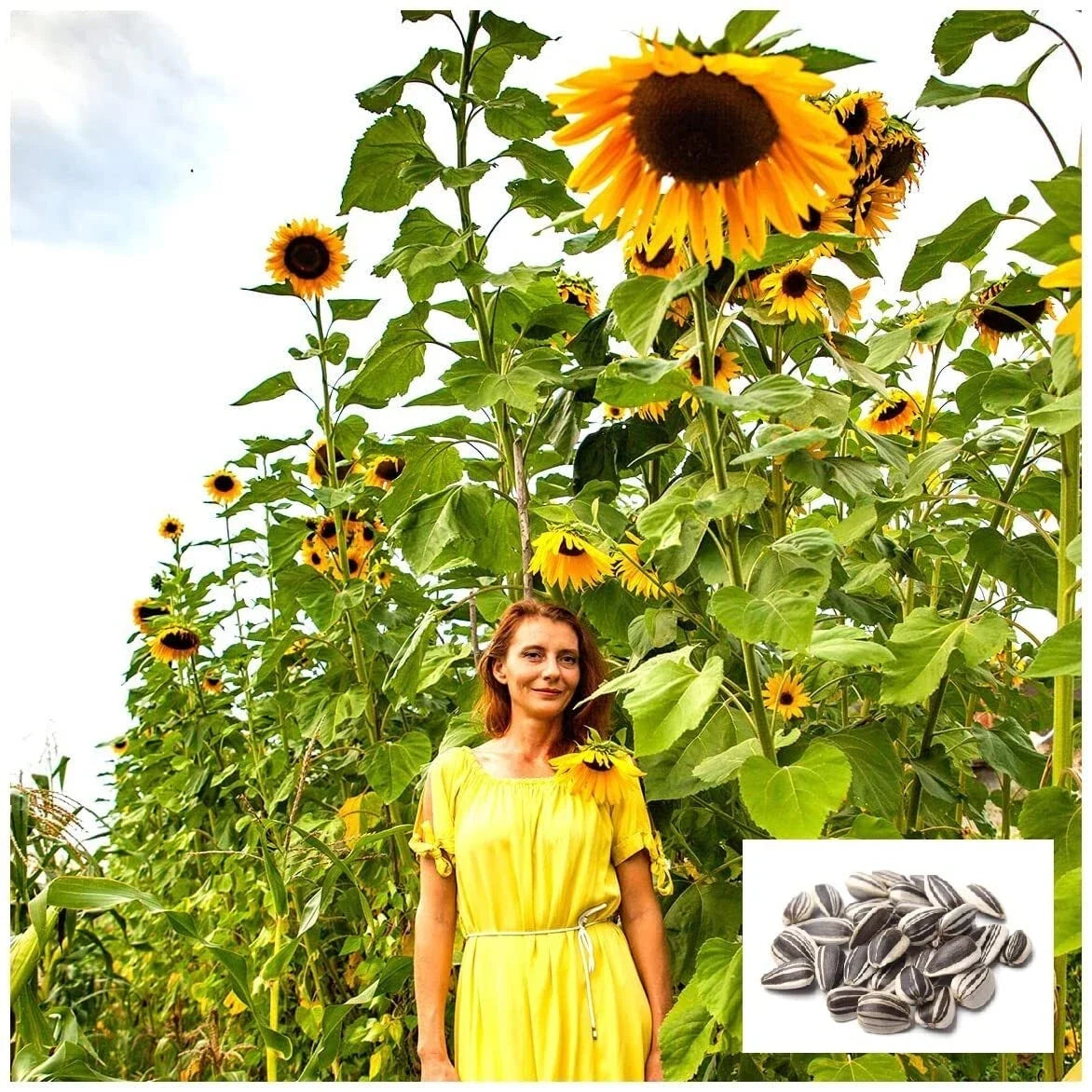 Skyscraper Sunflower Seeds 20 Pack | Tall Helianthus annuus Exotic Garden Seeds for Large Bright Yellow Blooms