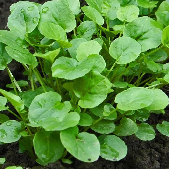 Upland Cress Seeds 1,000 Heirloom Non-GMO Barbarea verna for Salads & Garnishes