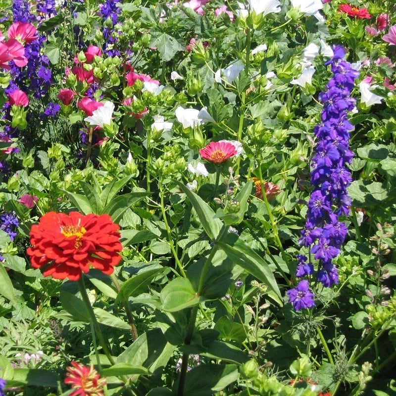 Hummingbird Wildflower Seeds Mix – Pollinator-Friendly Non-GMO Seed Blend for Gardens & Meadows