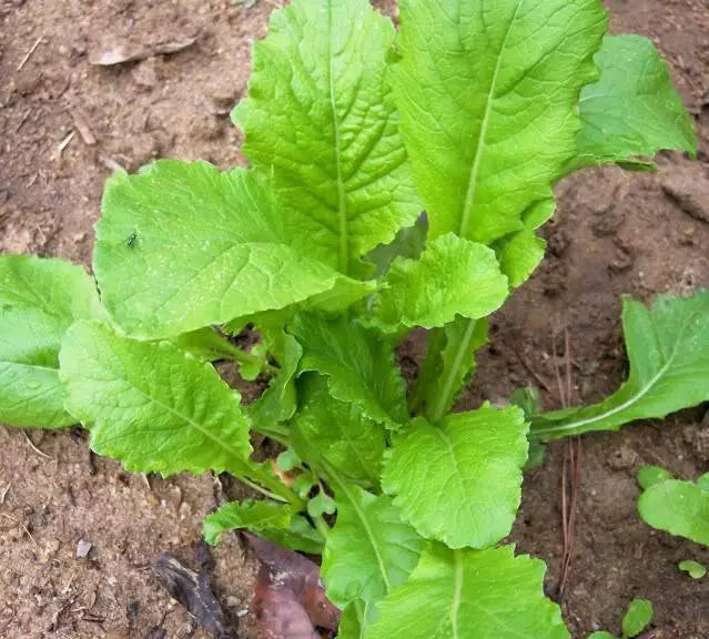 Heirloom Root Vegetable Seed Garden Collection - Carrot, Beet, Radish, Turnip - Non-GMO