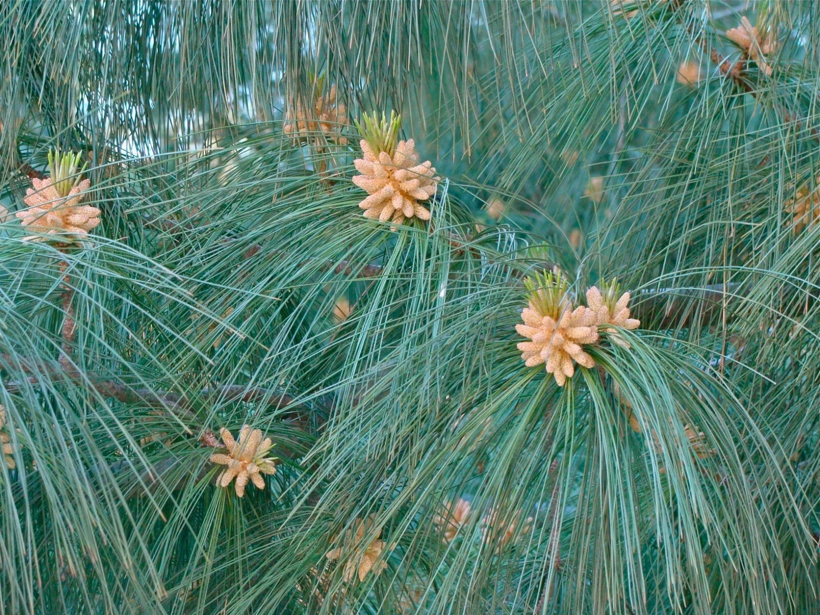 Himalayan White Pine Seeds, 20 Pack, Pinus wallichiana, Evergreen Drought-Resistant Tree for Gardening
