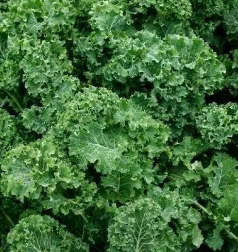 Dwarf Siberian Kale Seeds 500+ Organic Brassica napus Survival Greens