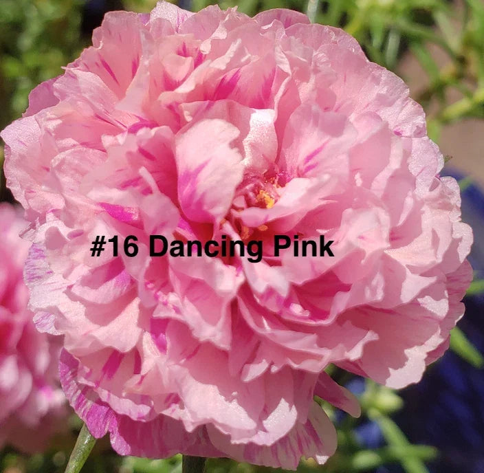 Moss Rose Cuttings - 10 Unrooted Dancing Pink Portulaca Grandiflora for Easy Propagation