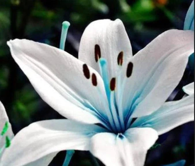 Blue Lily Seeds - 45+ Aquilegia caerulea for Potted Plants & Garden Beds - Vibrant Blue Flowers, Easy to Grow, Pollinator Attracting