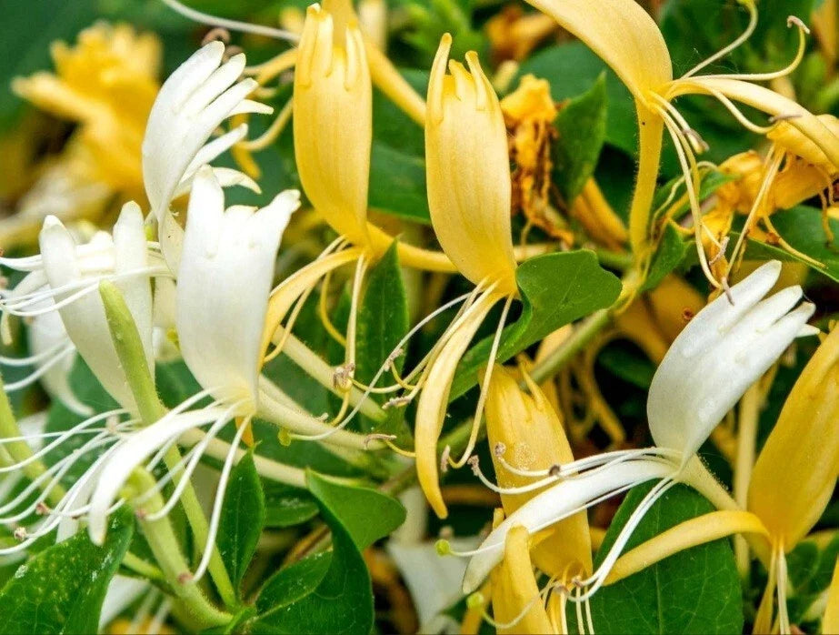 Japanese Honeysuckle Plant Cuttings - 15 White & Yellow Flowering Lonicera japonica, Vining, No Roots