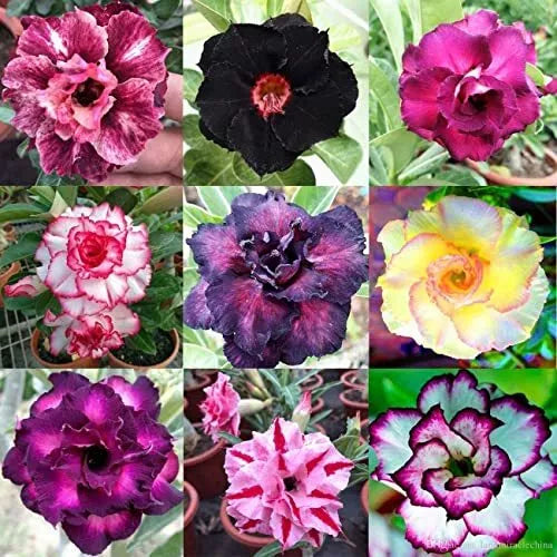 Desert Rose Seeds 100 Pack Mixed Color Adenium Obesum for Gardening, Drought-Tolerant, Full Sun, Container & Landscape Plant