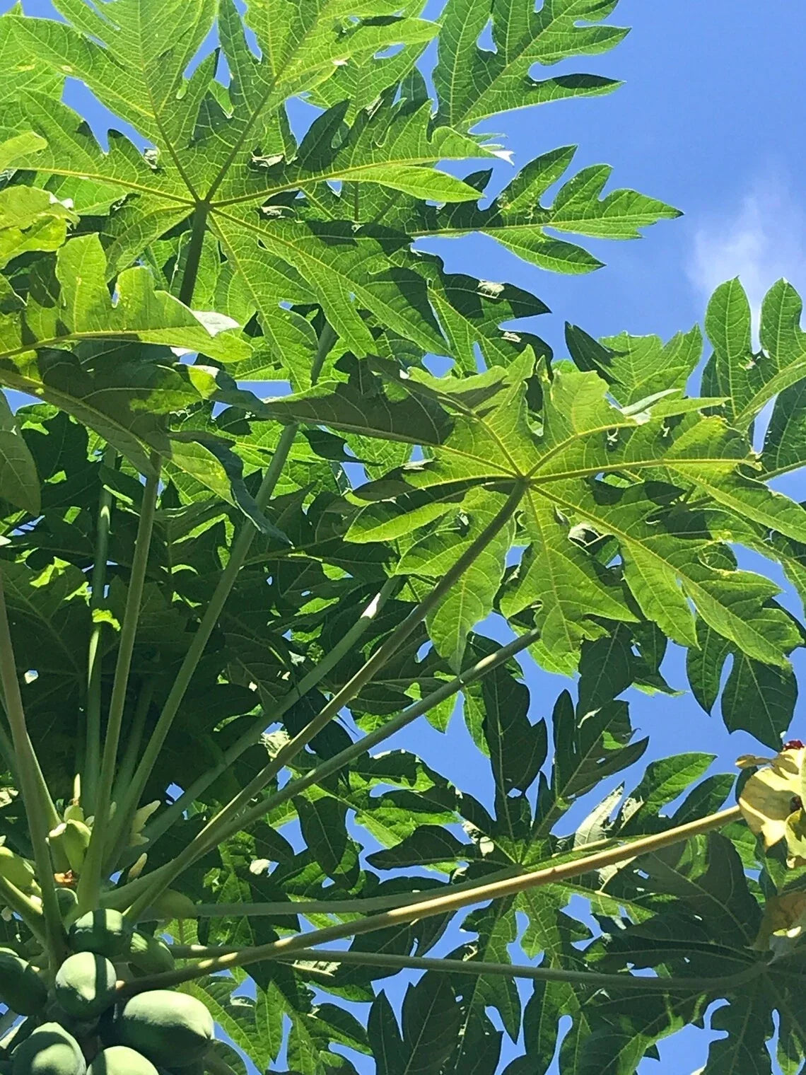 Live Papaya Tree Start Seeding - Well-Rooted Tropical Fruit Plant - Carica papaya 8" Tall