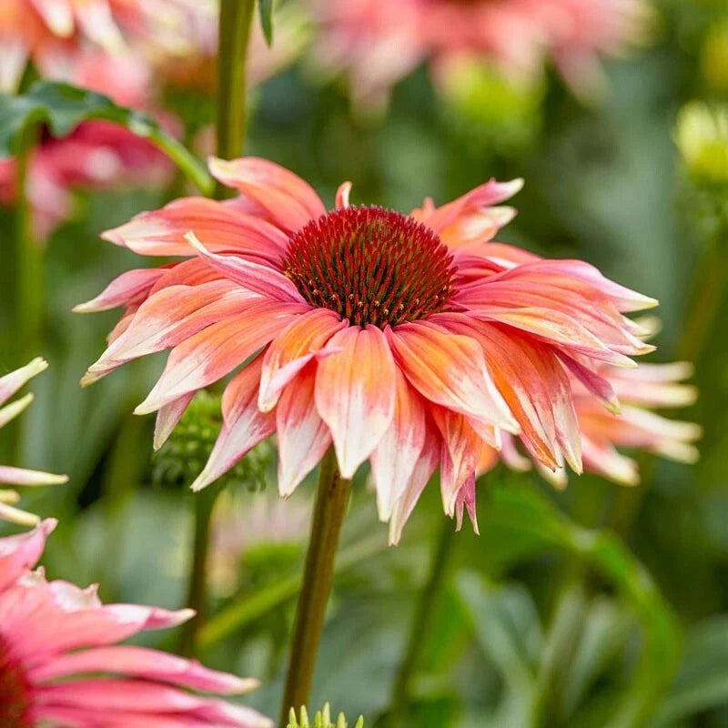 Meadow Mama Coneflower Daisy Seeds - Echinacea purpurea Perennial Seeds for Garden, 200+ Seeds, Attracts Pollinators, USA Grown