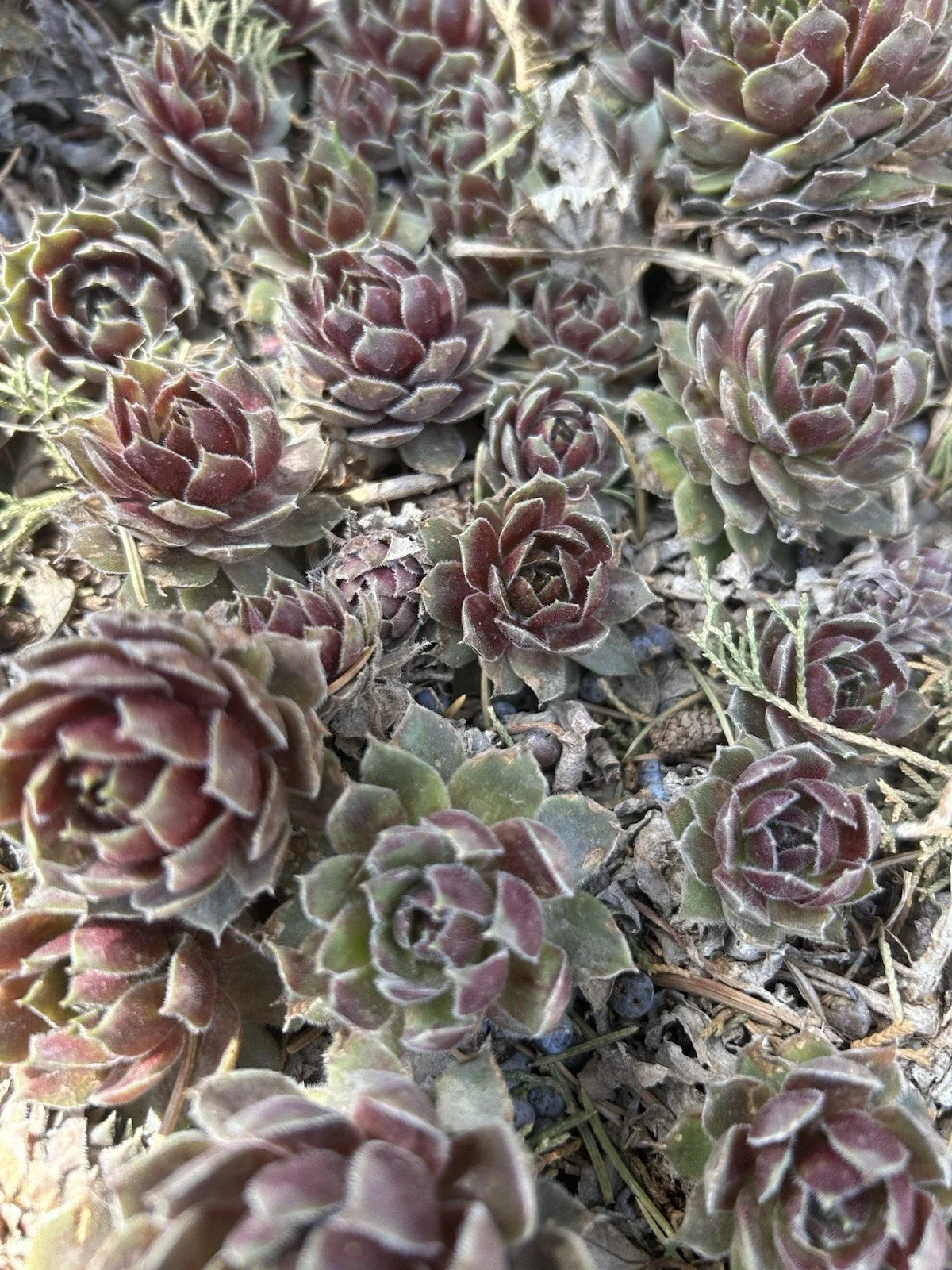 Live Sempervivum Succulents - 10 Commander Hay Hens & Chicks Hardy Perennials for Zones 4-8 for Gardens & Pots