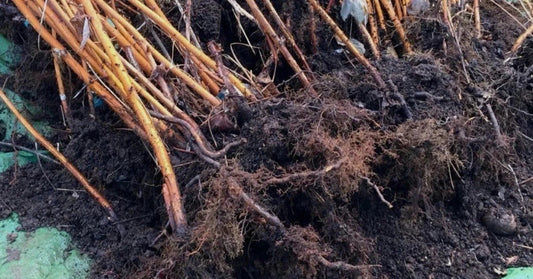 10 Pack Bare Root Killarney Raspberry Plants - Summer Bearing Rubus idaeus for Home Garden
