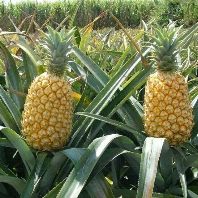 Queen Pineapple Seeds - 15+ Pack for Garden Planting - Ananas comosus - USA Grown