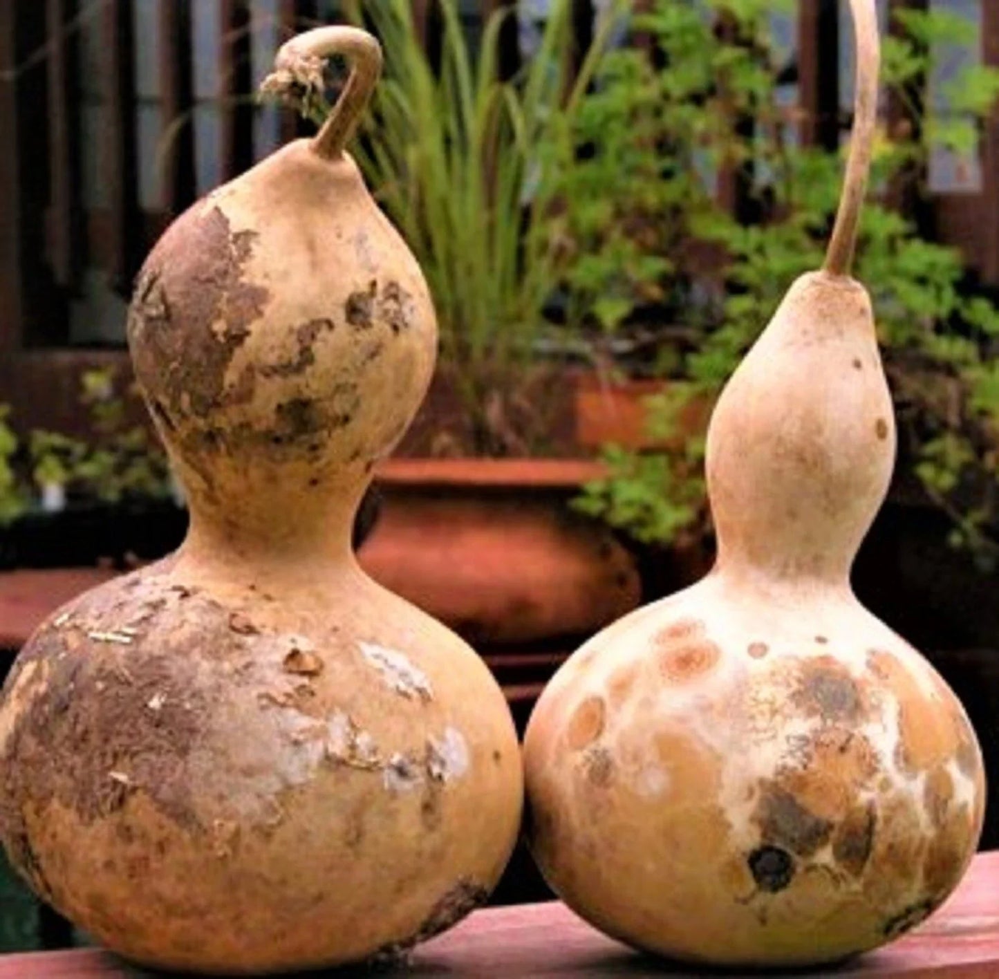 Birdhouse Gourd Seeds – Non-GMO Pack of 5 for Crafting and Garden Decor – Lagenaria siceraria