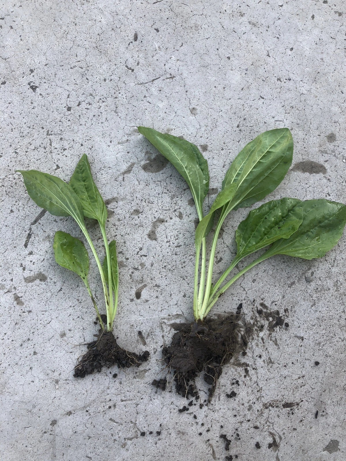 Plantago Major Bare Root Live Plants – 2 pcs, Broadleaf Plantain, Perennial Herb for Garden, Landscaping & Companion Planting