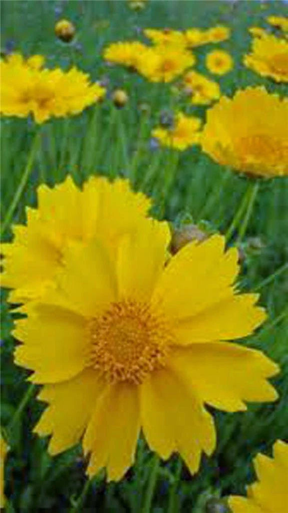 Coreopsis Seeds 100 Count Lanceleaf Flower Golden-Yellow Blooms, Coreopsis lanceolata, Easy to Grow