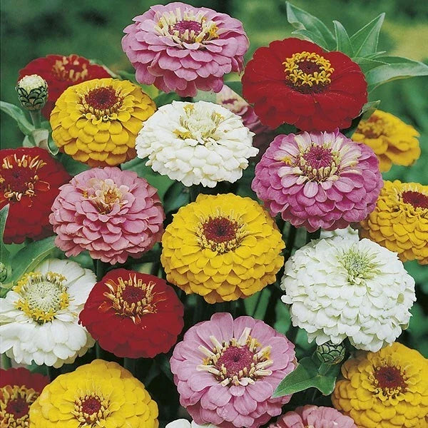 Oklahoma Mix Zinnia Seeds - Colorful Annual Flower Seeds - Zinnia elegans - Butterfly & Pollinator Attracting, 50 Pack