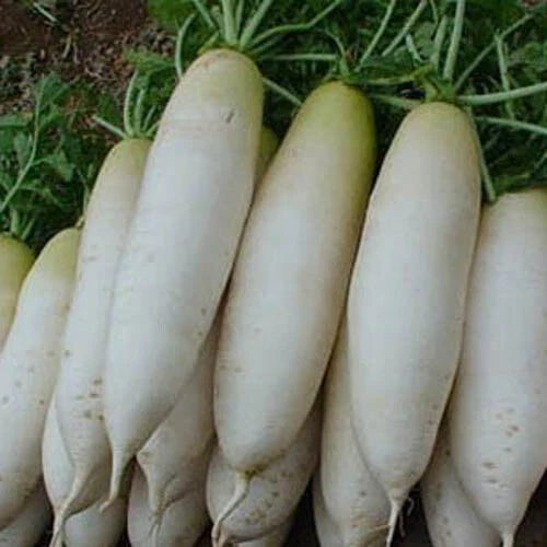 White Icicle Radish Seeds – Non-GMO Raphanus sativus Vegetable Seeds for Garden, Container, and Raised Beds