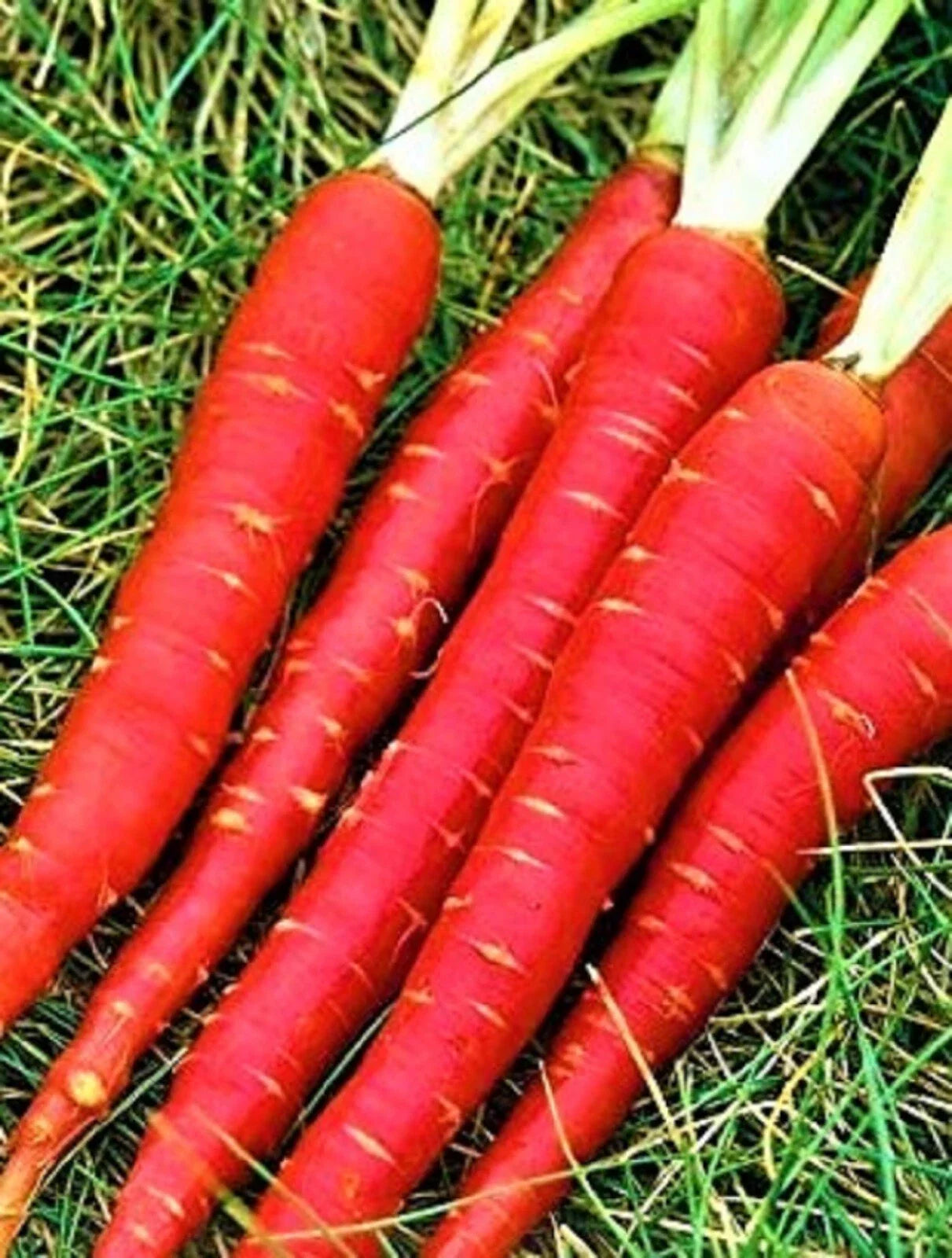 Atomic Red Carrot Seeds - Non-GMO Heirloom Vegetable Garden Seeds, Daucus carota, Vibrant Red Color, Pack of 300+ Seeds