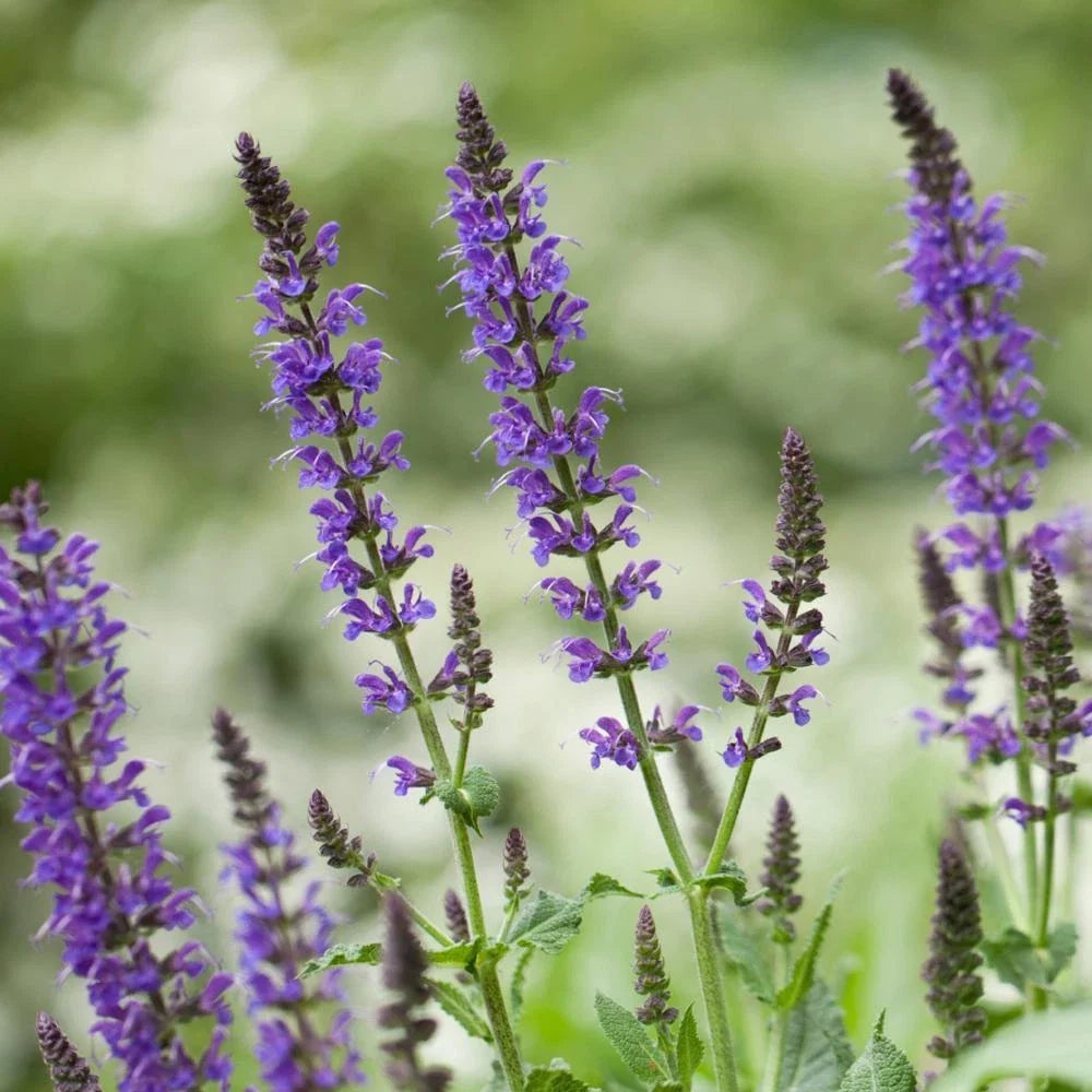 Chia Seeds Bulk Pack - Non-GMO Heirloom Salvia hispanica for Gardening & Superfoods