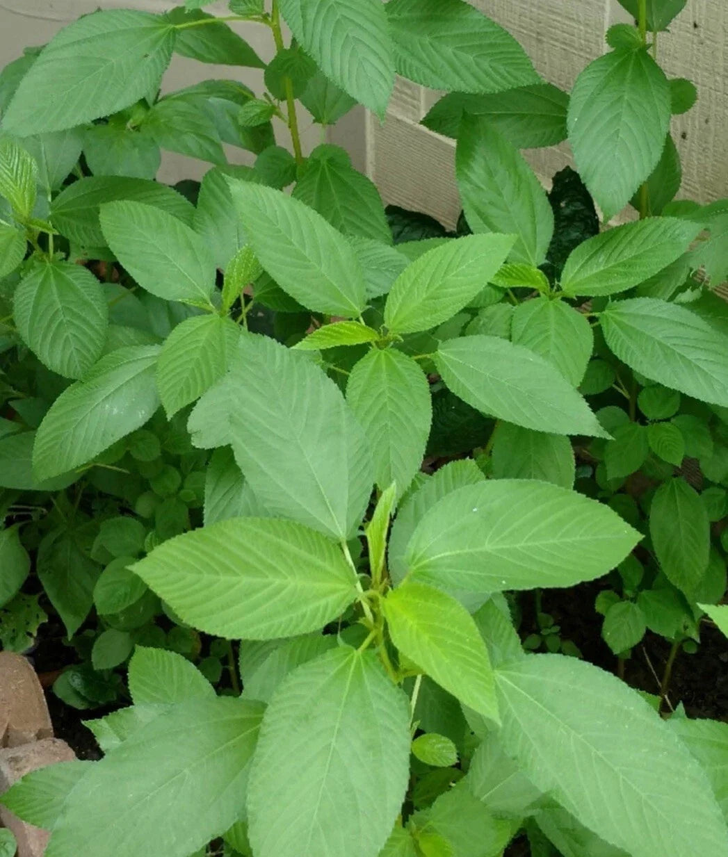 Egyptian Spinach Seeds - Over 500 Non-GMO Saluyot Molokhia Vegetable Seeds for Home Garden, Heirloom, Fast-Growing, High-Yielding