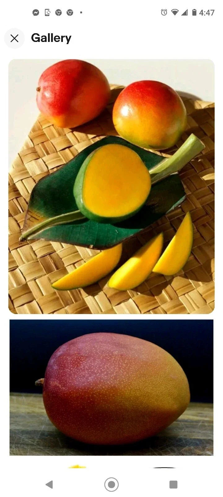 Kent Mango Seeds – Fresh Mangifera indica 'Kent' Mango Tree Seeds, Juicy Fruit, 3+1 Free, USA Grown